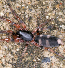 Lampona murina