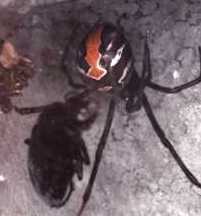 Latrodectus hasselti