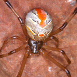 Latrodectus hasselti