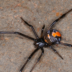 Latrodectus hasselti