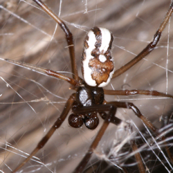 Latrodectus hasselti