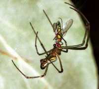 Leucage dromedaria