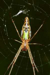 Leucage dromedaria