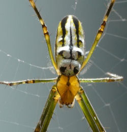 Leucage granulata