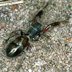 Holoplatys ZZ041