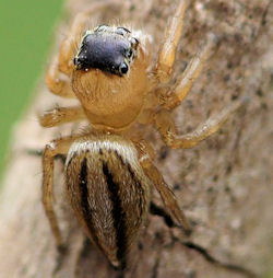 Maratus scutulatus