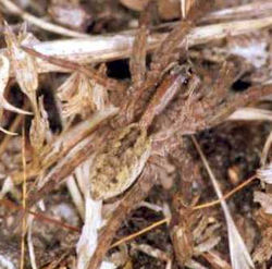 Lycosa ZZ130