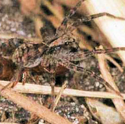 Lycosa ZZ145