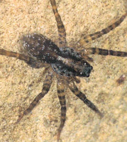 Lycosa ZZ160