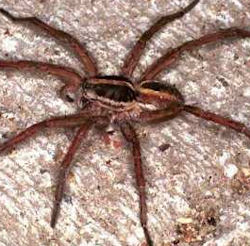 Lycosa furcillata