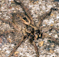 Lycosa godeffroyi