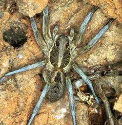 Lycosa musgravei