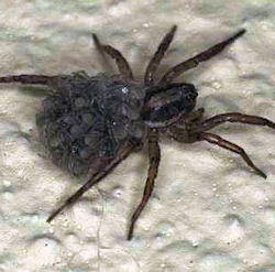 Lycosa pictiventris