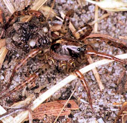 Lycosa ZZ142