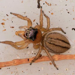 Lycidas scutulatus