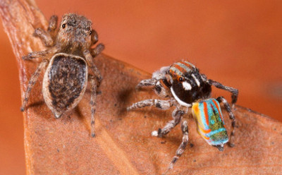 Maratus volans