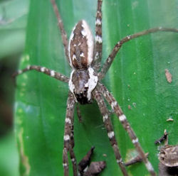Megadolomedes australianus