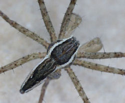 Megadolomedes australianus
