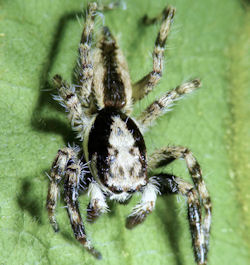 Menemerus bivittatus