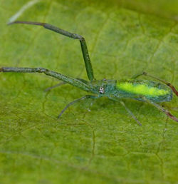 Miagrammopes ZZ530