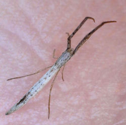 Miagrammopes ZZ577