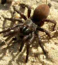 Misgolas rapax