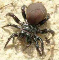 Missulena occatoria