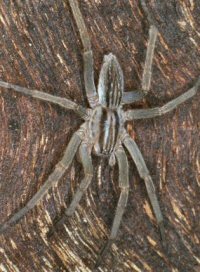 Miturga lineata