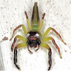 Mopsus mormon