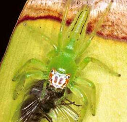Mopsus mormon