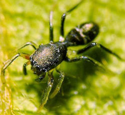 Myrmarachne ZZ462
