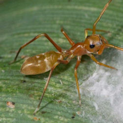 Myrmarachne plataleoides