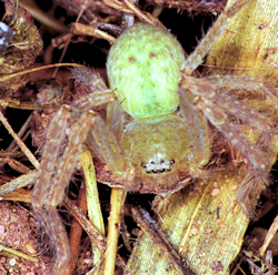 Neosparassus ZZ154