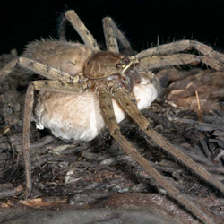 Neosparassus ZZ278