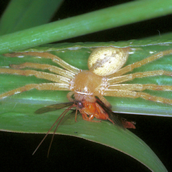 Neosparassus salacius