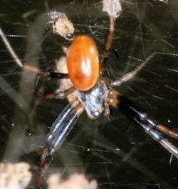 Nephila edulis