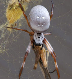 Nephila edulis
