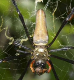 Nephila pilipes