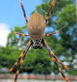 Nephila plumipes 