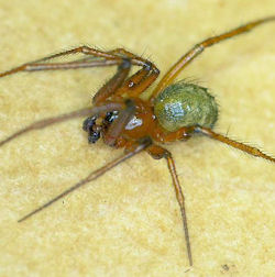 Nesticodes rufipes
