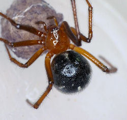 Nesticodes rufipes