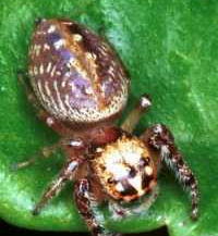 Opisthoncus ZZ050