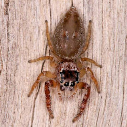 Opisthoncus ZZ398