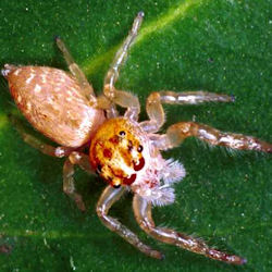 Opisthoncus ZZ057
