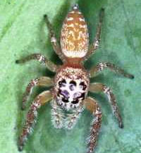 Opisthoncus polyphemus