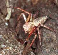 Oxyopes ZZ103