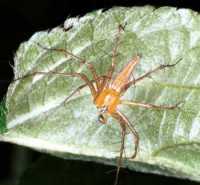 Oxyopes ZZ104