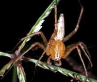 Oxyopes ZZ105