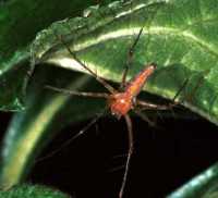 Oxyopes ZZ106