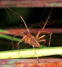 Oxyopes ZZ107
